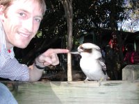 Me pecking a kookaburra in the face.