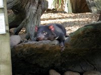 A lazy Tasmanian Devil.