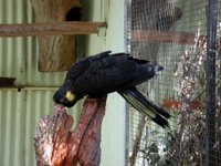 a yellow-tailed black cockatoo. They're HUGE parrots. Look at how tiny the cage wire (half by one inch) is compared to him!