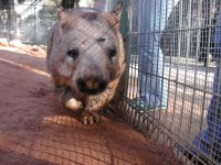 A Wombat! I held my camera down over the fence to get at its level.