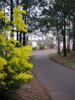 The path at the edge of the park by Lake Ginninderra.