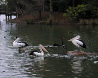 Here you can see how tiny the ducks, and even the black swan, look in comparison to pelicans.