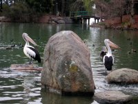 This picture shows the enormous bills and the striking black-and-white plumage of Australian Pelicans.