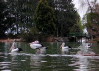 Four Australian Pelicans on Lake Ginninderra.