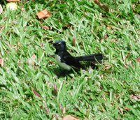 An adult Willie Wagtail foraging in the grass.