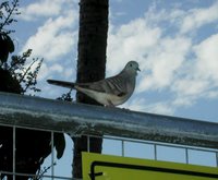 A peaceful dove. About the size of a sparrow, forages arond your feet in town, just like pigeons do.