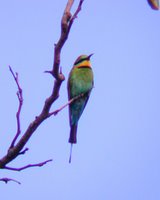A rainbow bee-eater.