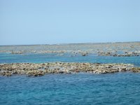 By the time we lef the tide had dropped enough so that much of the reef was sticking almost a foot out of the water!