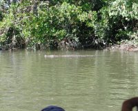 A wild saltwater crocodile on the Daintree River.