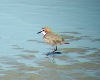 A red-capped plover on the beach. Photo taken through binoculars.