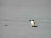 A young sacred kingfisher sitting on the beach.
