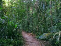One of the trails at Mossman Gorge park.