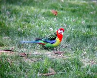 A lone eastern rosella cocking its head to the sky. These are definitely one of my favorite parrots! Photo taken through binoculars.