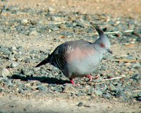 Another view of the crested pigeon taken through my binoculars.