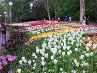 One of the tulip-filled flowerbeds at Floriade in Commonwealth Park.