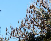 A big group of flying foxes in the treetops at the botanic gardens! They're sooooo cool!!