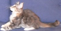 Sweet little cat, provisional name 'Rosie Cotton'