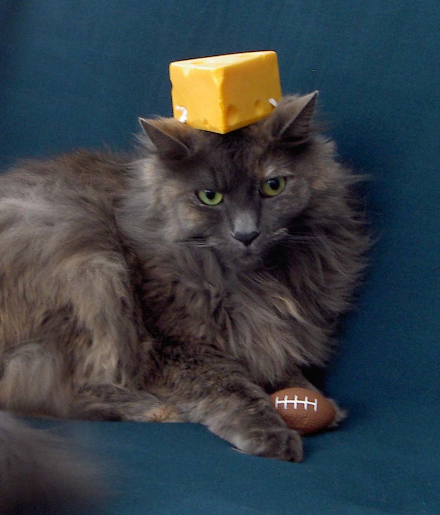 cheese cat bing images cheese cat bing images