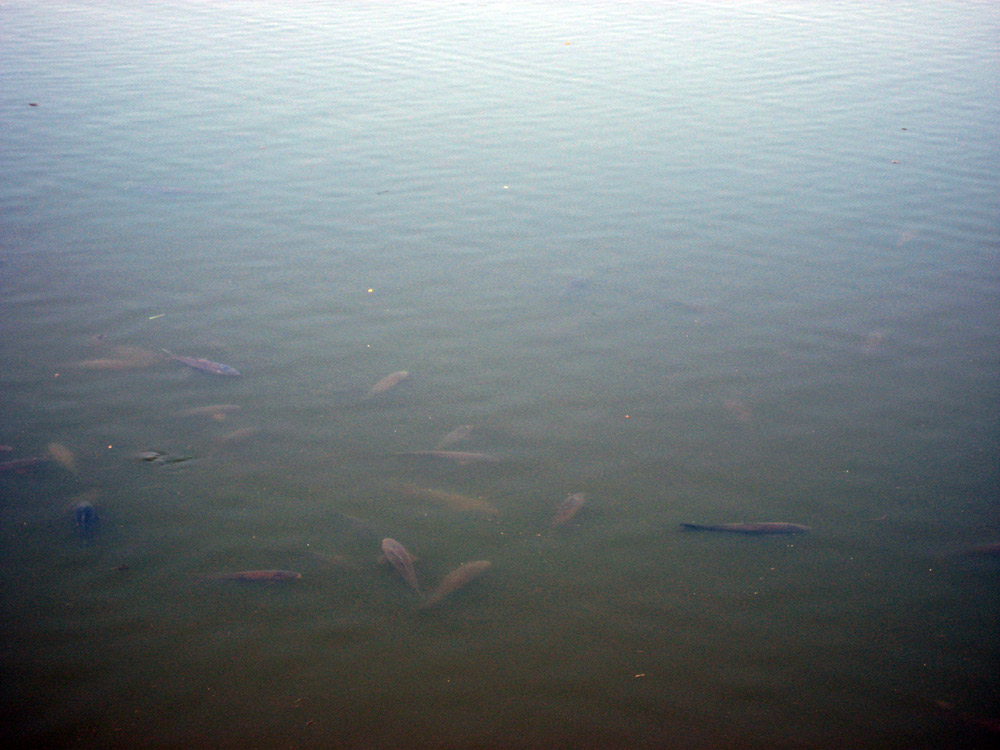 fishies.jpg