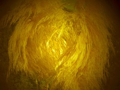 Plumas inquietas