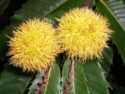 flor. a picos guardada