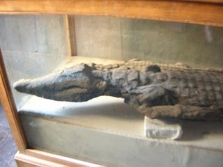 a mummified crocodile