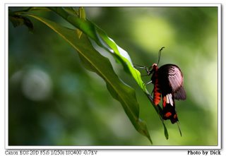 紅珠鳳蝶