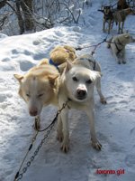 huskies eager to run!