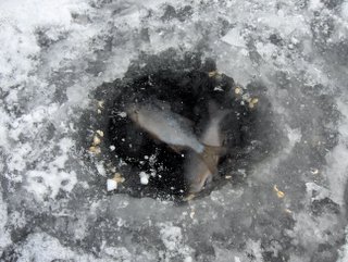 Click to enlarge: fishies frozen into the lake