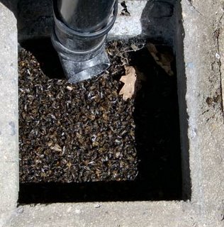 drain full of wasps after the second massacre