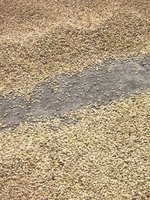 Photo by Deirdre: coffee harvest, coffee parchment, sundried, Australia, NSW