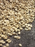 Photo by Deirdre: coffee harvest, coffee parchment, sundried, Australia, NSW