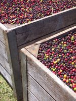 Photo by Deirdre: coffee harvesting 2
