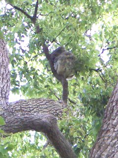 Koala in a camphor laurel tree 1