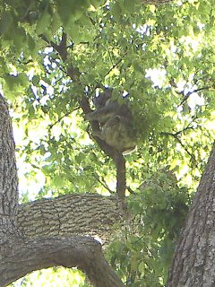Koala in a camphor laurel tree 2