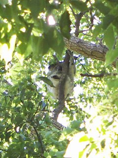 Koala in a camphor laurel tree 3