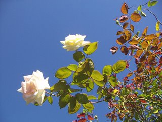 Photo by Deirdre: white roses against a blue sky