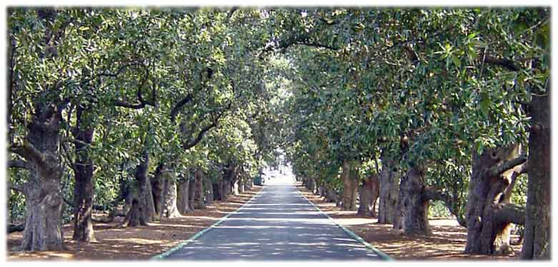 Magnolia trees