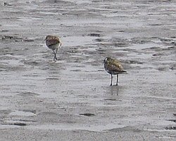 Pacific Golden Plovers at Tamagawakakou