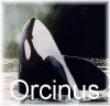 Orcinus