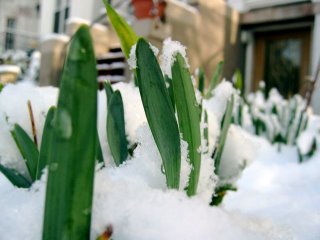 spring and snow