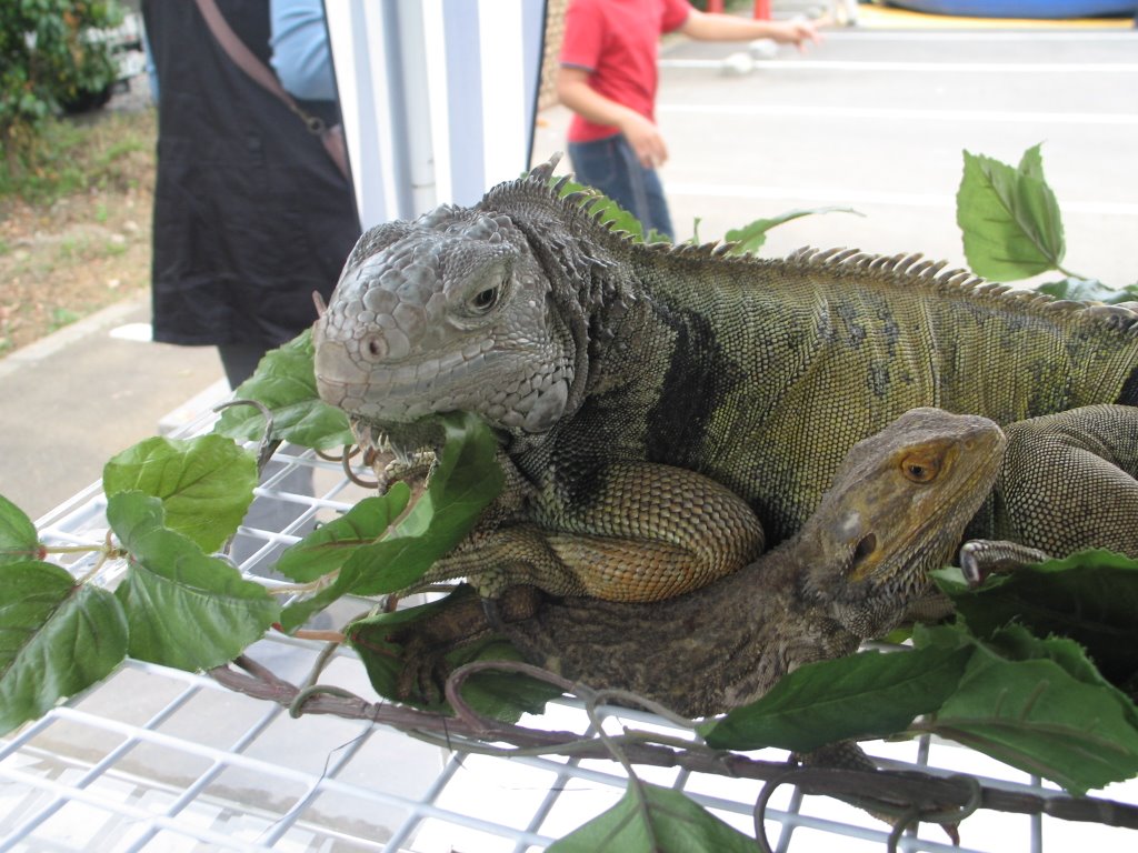 iguana cepat besar