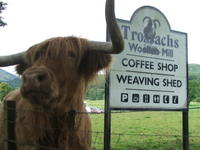 photo of bull at trossach's woollen mill, outside rob roy, scotland