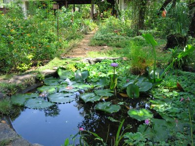 Garden Pond in my Butterfly Garden