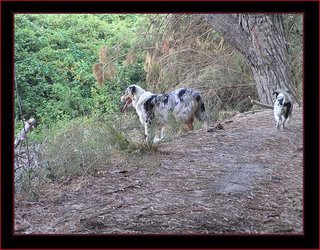 pastor australiano blue merle