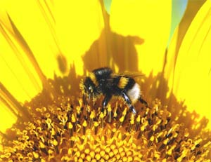 abejas - paradigma de lo colectivo y del trabajo en equipo (foto de stock xchng-images