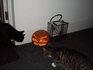 Jovi, Miso and our Pumpkin