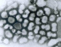 Influenza A virus: public domain