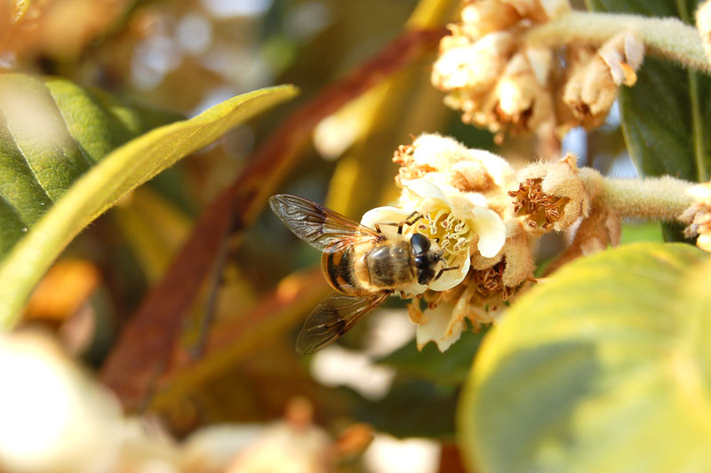 Pollinating Bee