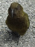 Kea: Mountain parrot